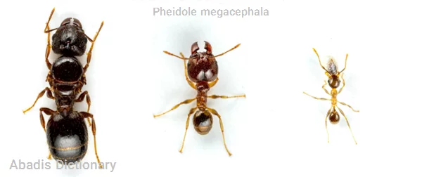 pheidole megacephala